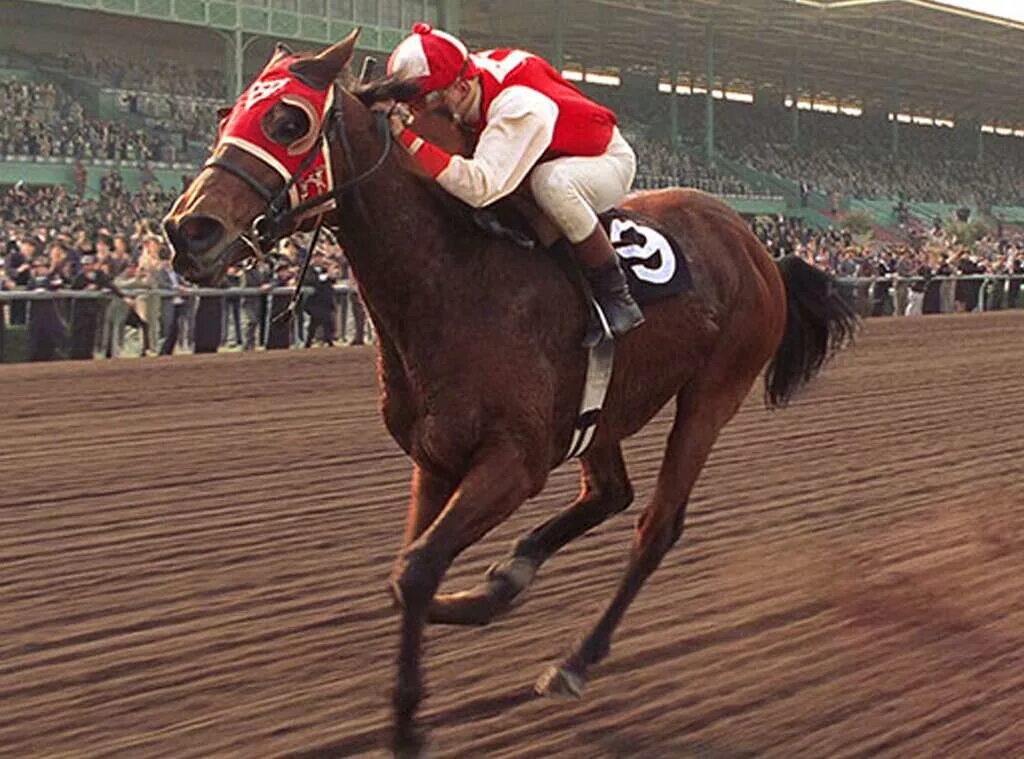 Про лошадь сухарь. Сухарь (seabiscuit). гэри росс seabiscuit. seabiscuit 2003.
