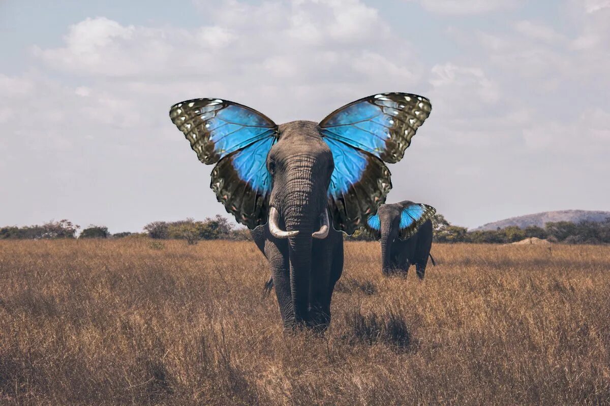 Elephant butterfly. Слон бабочка. Слон с ушами бабочки. Слон с крыльями. Слон с крыльями бабочки.