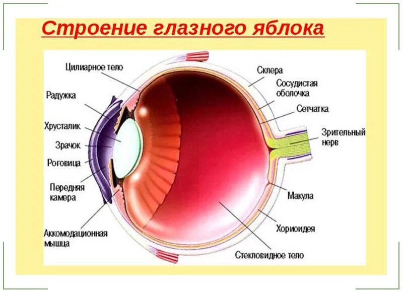 Изучить строение глазного яблока. Оболочки и структуры глазного яблока. Строение глаза роговица хрусталик. Склера глазного яблока анатомия. Строение глаза роговица радужка.