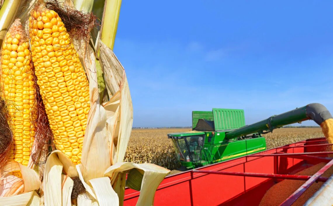 Сбор урожая. Кукуруза на силос уборка урожая. Кукуруза расчистка земель. Уборка кукурузы zmaj. Сбор кукурузы в сша.