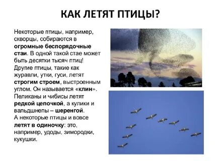 Почему лети