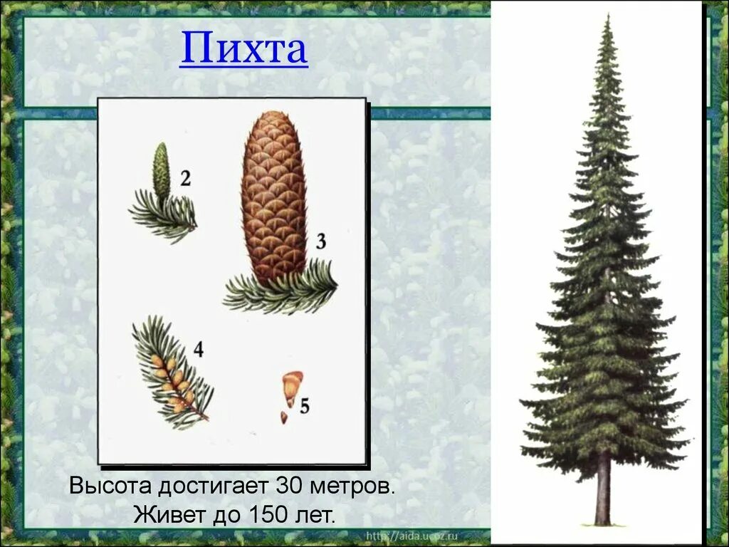 Пять пихт задача. Сосна ель лиственница шишки. пихта сибирская хвоинки. пихта шишки и хвоинки. пихта шишки и хвоинки окружающий мир.
