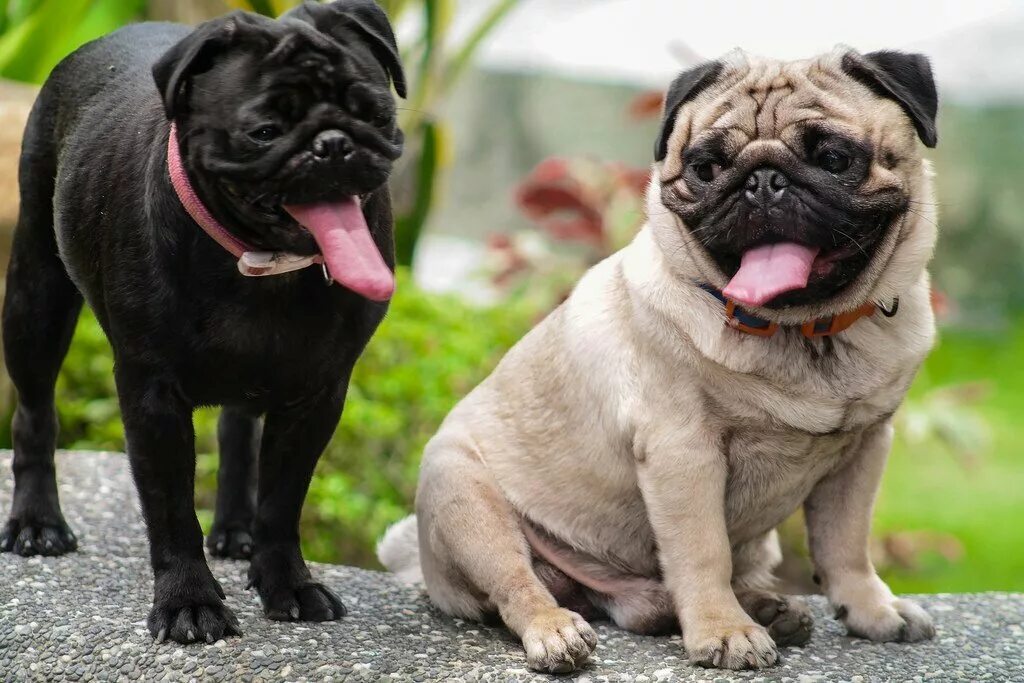Pug собака