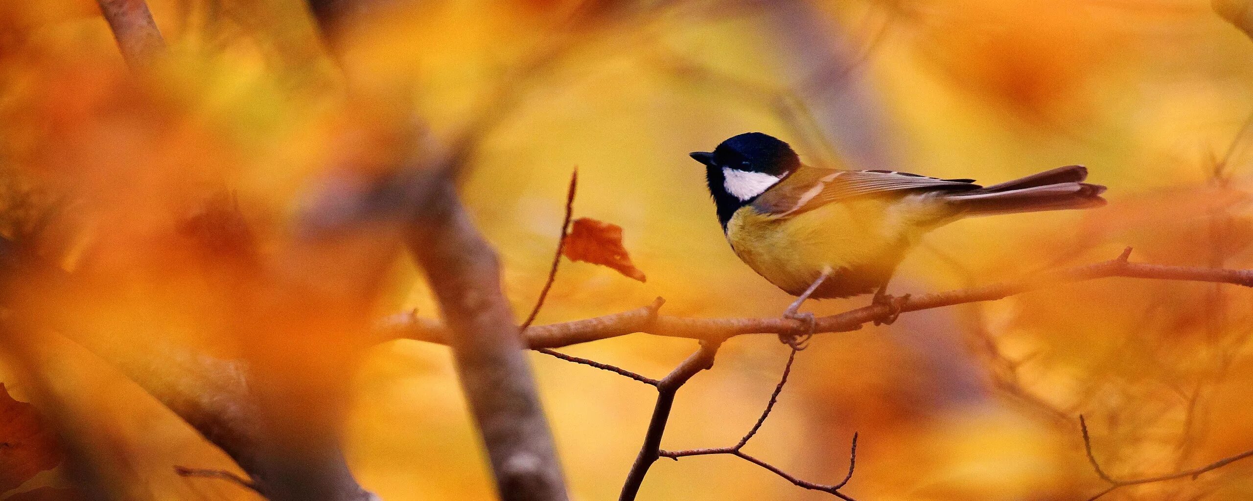 Песня птичка видео. Маленькая птичка прилетела к нам к нам кнам. Соловей птичка певчая. Пеночка трещотка, весничка теньковка. Птичка hammali.