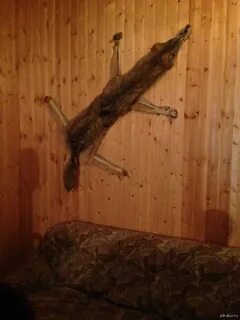 Нашел собрата