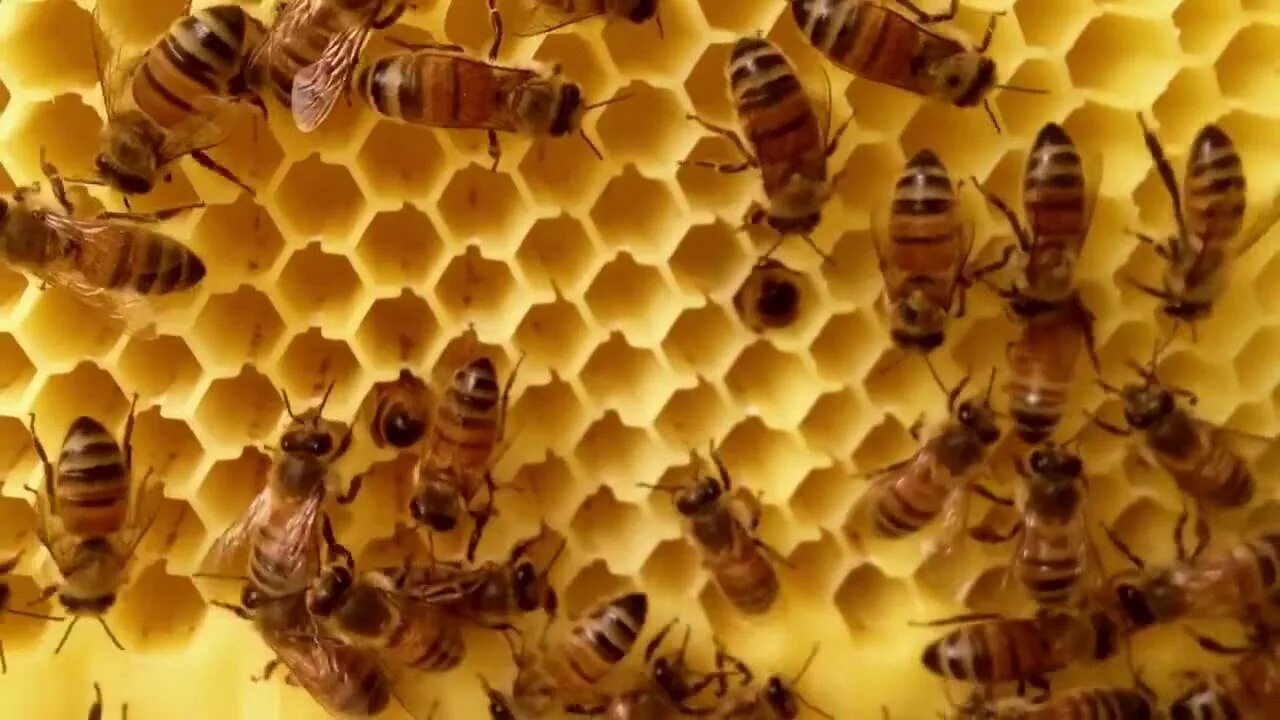 Пчелы в улье. Пчелиный домик. Ульи для пчел. Домашние пчелы.