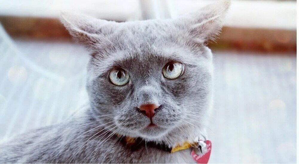 грустный кот. котики смешные. кот поджал уши. виноватый кот. смешной рыжий кот.