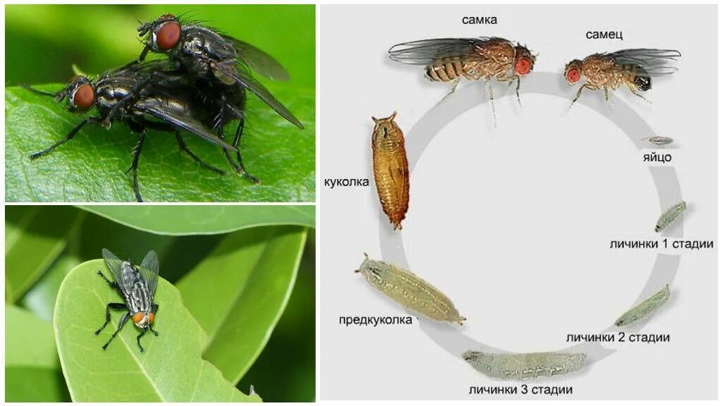 Стадии комнатной мухи. Муха осенняя жигалка жизненный цикл. Вольфартова Муха жизненный цикл личинки. Стадии развития личинок мух. Личинки падальная Муха.