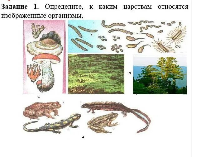 К каким царствам относятся организмы. К какому царству организмов относят изображенный организм. Организмы изображенные на рисунке относятся к. Определить к какому царству принадлежит.