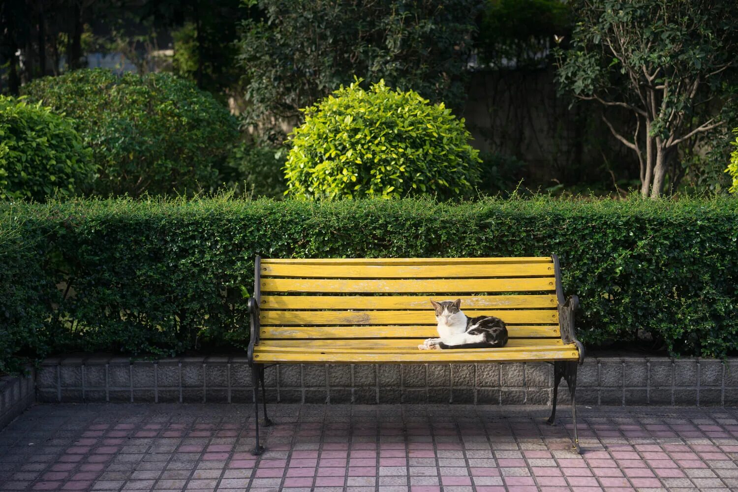 Кошка на скамейке. Скамейка у подъезда. Лавочка в городе. Кот около лавочки. Sit on a bench