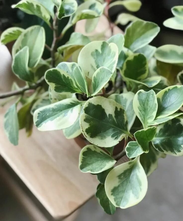 Пеперомия вариегата. Пеперомия обтусифолия вариегата. пеперомия obtusifolia variegata.