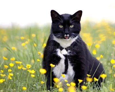 Котик лютик