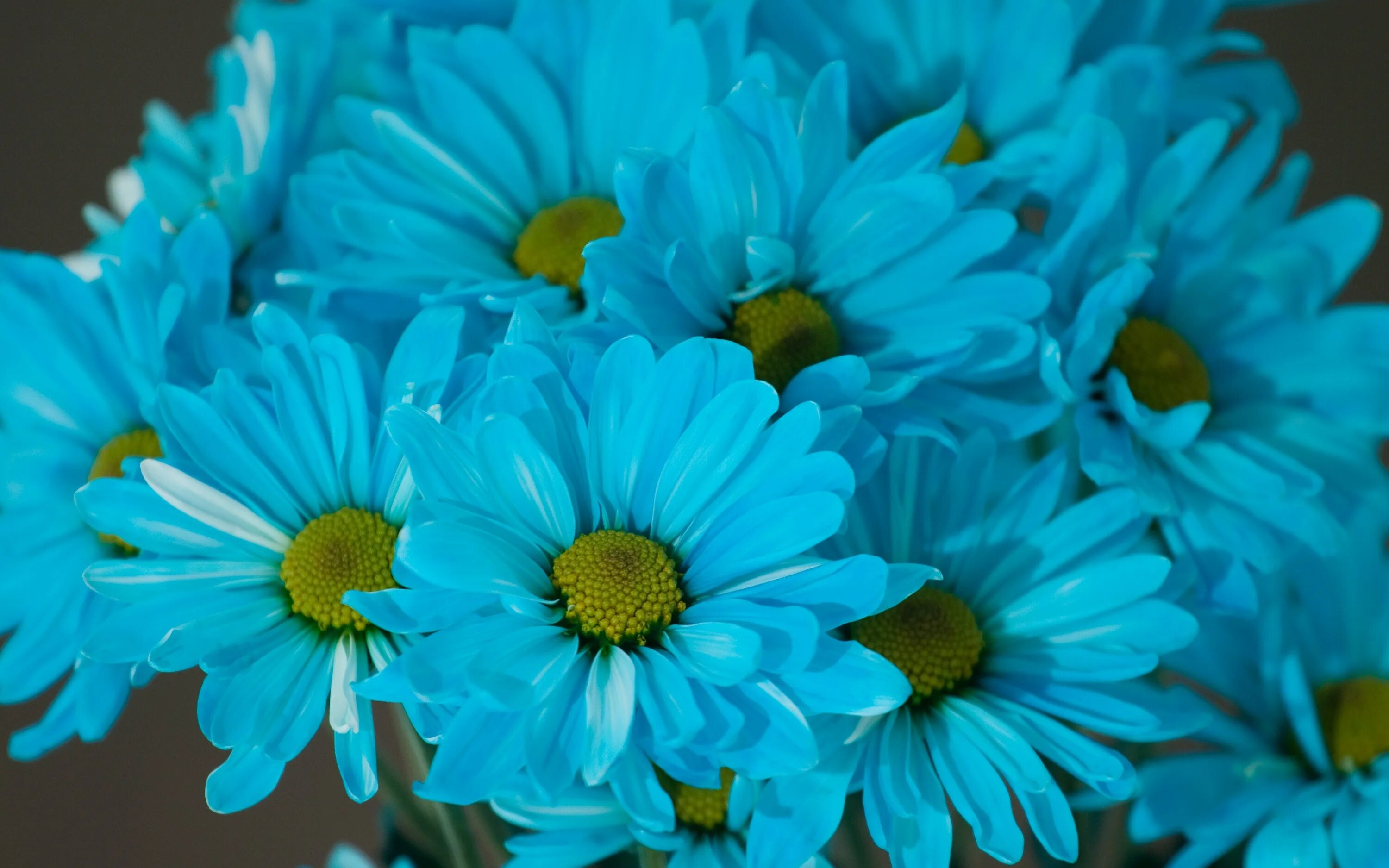Голубые маргаритки цветы. Хриза Ромашка голубая. Хризантема Ромашка синяя голубая. Очень яркий голубой цвет