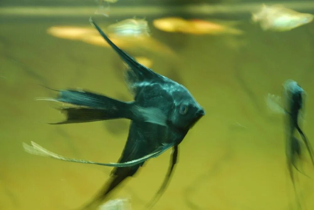 Скалярия рио нанай. Аквариум скалярии умирают. Скалярии "красный фантом". Рыбка скалярия. Скалярия манакапуру.