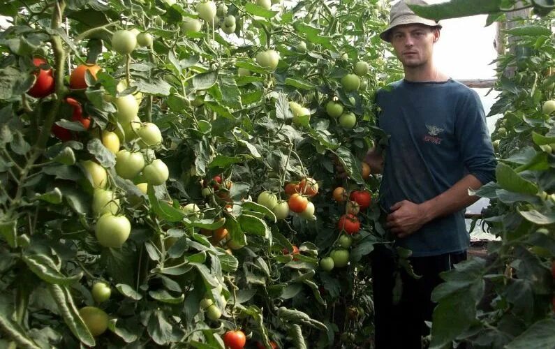 Характеристика сорта томата андромеда. Сорт томата андромеда. томат селекции маштакова. куст томата андромеда. помидоры андромеда росада.