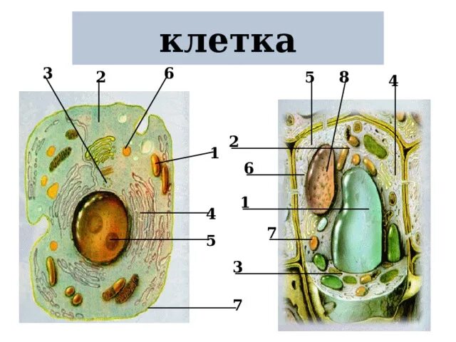 Клетка элементарная единица живого - Вопросы и ответы