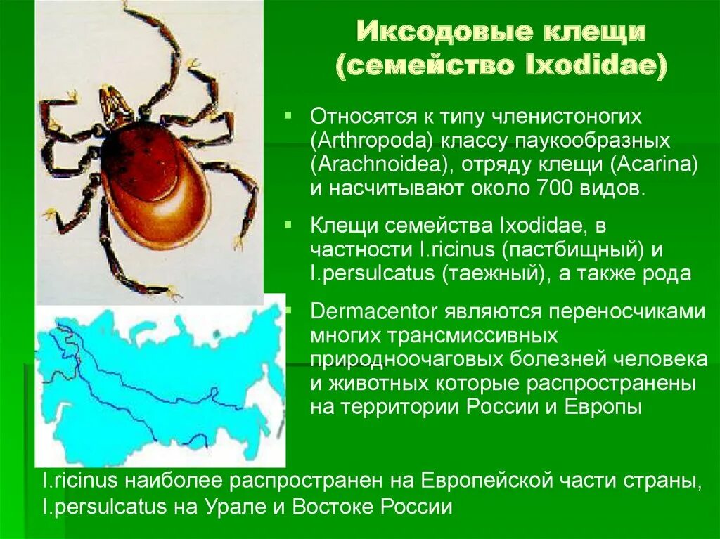 Клещ относится к паукообразным. Семейство иксодовые клещи строение. Ixodidae иксодовые клещи. Семейство иксодовые клещи (Ixodidae). Иксодовые клещи сем. Ixodidae.