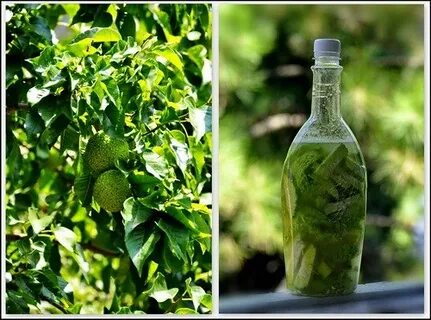 Адамово яблоко как приготовить настойку