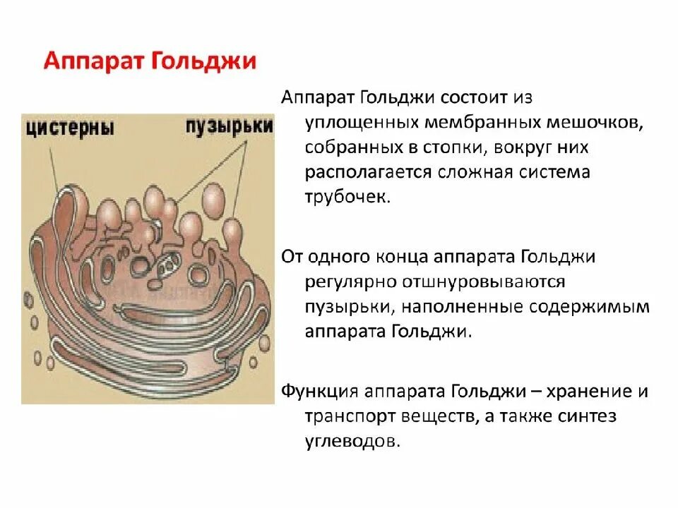 Перечислить функции комплекса гольджи. Аппарат гольджи функции органоида. аппарат гольджи строение органоида. аппарат комплекс гольджи строение и функции кратко. строение комплекса гольджи в клетке.