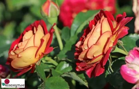 Die rose