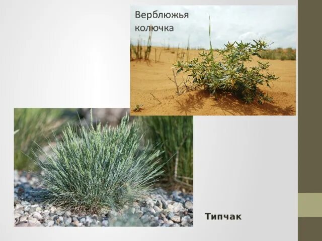 Где растет типчак в какой природной зоне