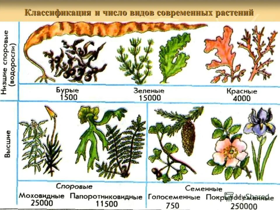 Высшие растения примеры названия. Классификация растений. Систематика растений. Виды растений классификация. Классификация растений отделы.