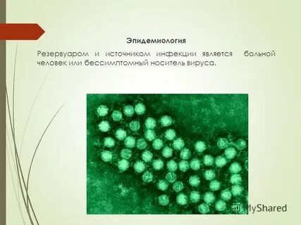Носитель вируса