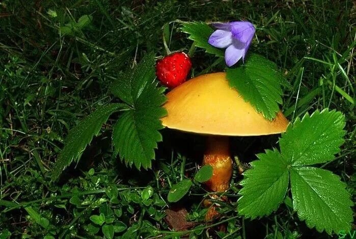 Земляника лесная. Лес грибы ягоды. Земляника грибы. Земляника грибы. Земляника грибы.