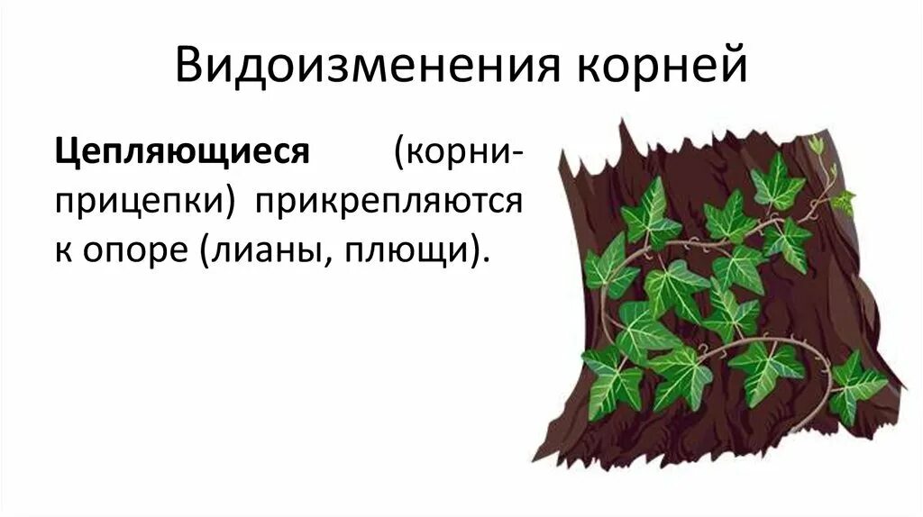 Корни прицепки функции. Видоизменение корней прицепки. видоизменение корней плюща. корни подпорки корни прицепки. корни прицепки видоизменения корня.