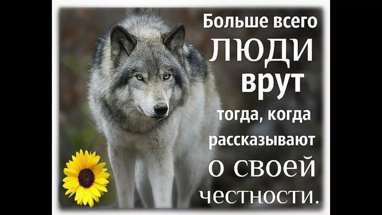 Картинки с волками цитатами. Цитаты волка. статусы с волками. цитаты волков. высказывания про волков.