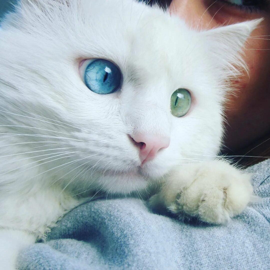 Котенок с разными глазами. Као мани метис. кошка с голубыми глазами. белый кот с голубыми глазами. белая кошка с голубыми глазами.