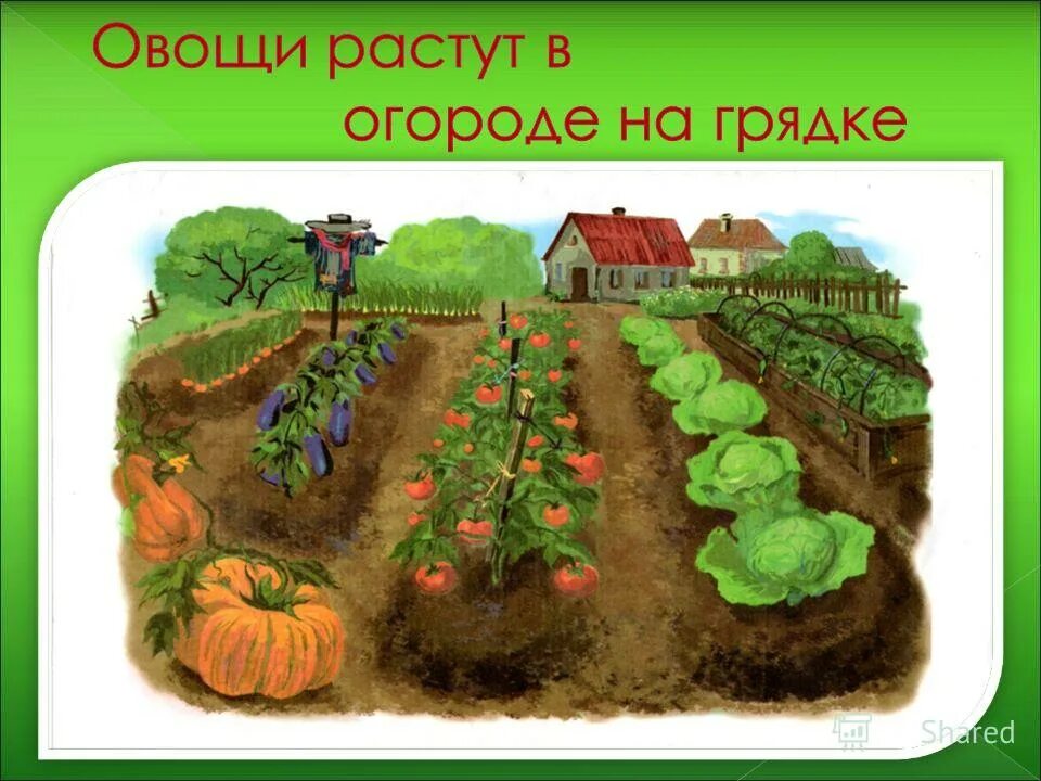 Сообщество огород 3 класс. Обитатели сада растения. Природные сообщества. Магнитный плакат природное сообщество приусадебного участка. Искусственная экосистема огород.