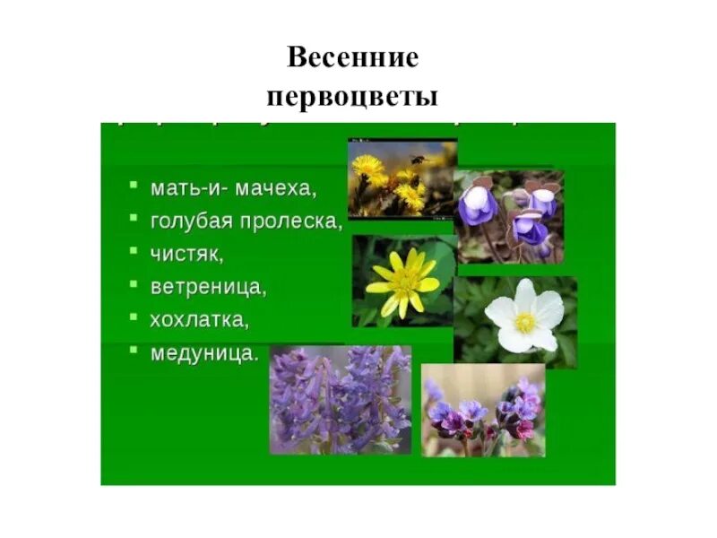 Первоцветы окружающий мир 2 класс. Презентация первоцветы 2 класс. Весенние первоцветы окружающий мир 2 класс. Пять первоцветов весной. 5 Первоцветов окружающий мир 2 класс.