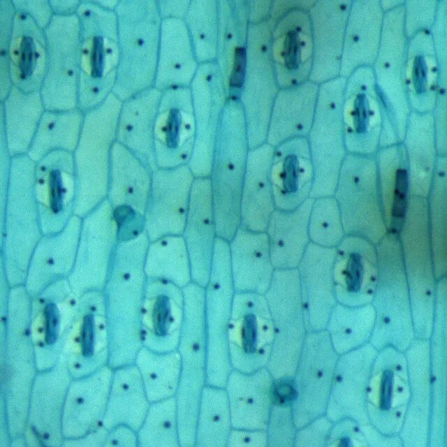 Эпидерма с устьицами. Микропрепарат эпидермис листа герани. Эпидерма листа пеларгонии под микроскопом. Микропрепарат эпидермис листа. Микропрепараты ботаника
