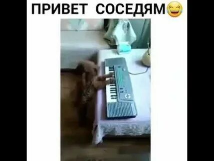 Музыка для соседей