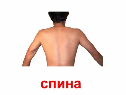 Найти слово спина