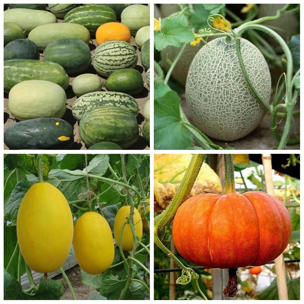 Дыня как тыква как называется. Тыква дынька f1. Тыква сорт дынная. Тыква сорт дынная. Дыня как тыква как называется.