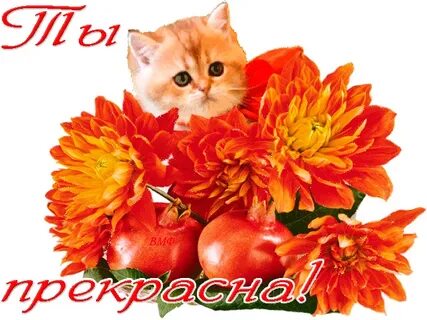 Комплименты кошке