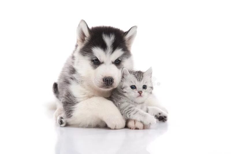 Котенка лайка малыш