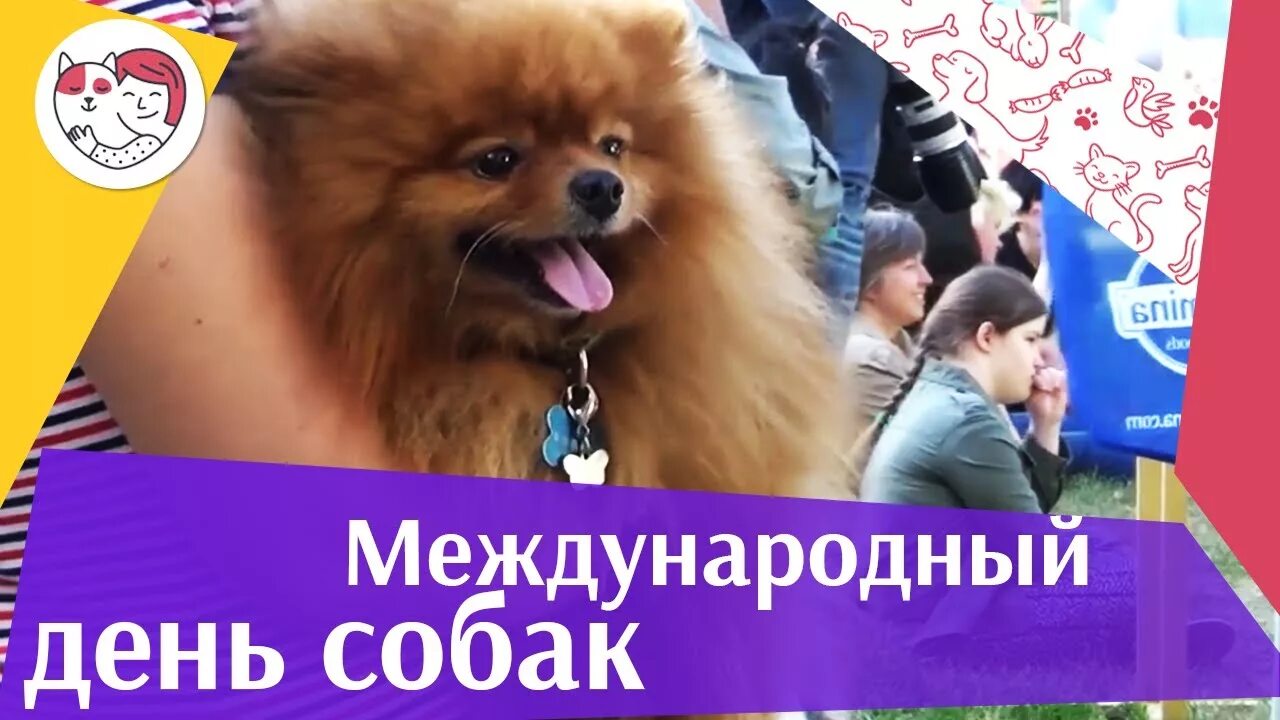 Дент собак. Всемирный день собаки в россии. когда всемирный день собак. 2 июля международный день собак картинки. национальный день собак в россии когда.