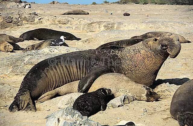 Морские слоны спариваются. Морской слон беременный. Северный морской слон спаривание. Вымершие перетки морского слона.