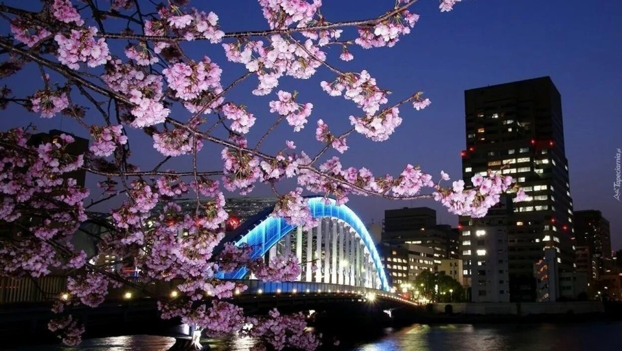 Сакура ночью. Весенняя ночь. Японский город. Япония ночью. Весенний Вечерний город.