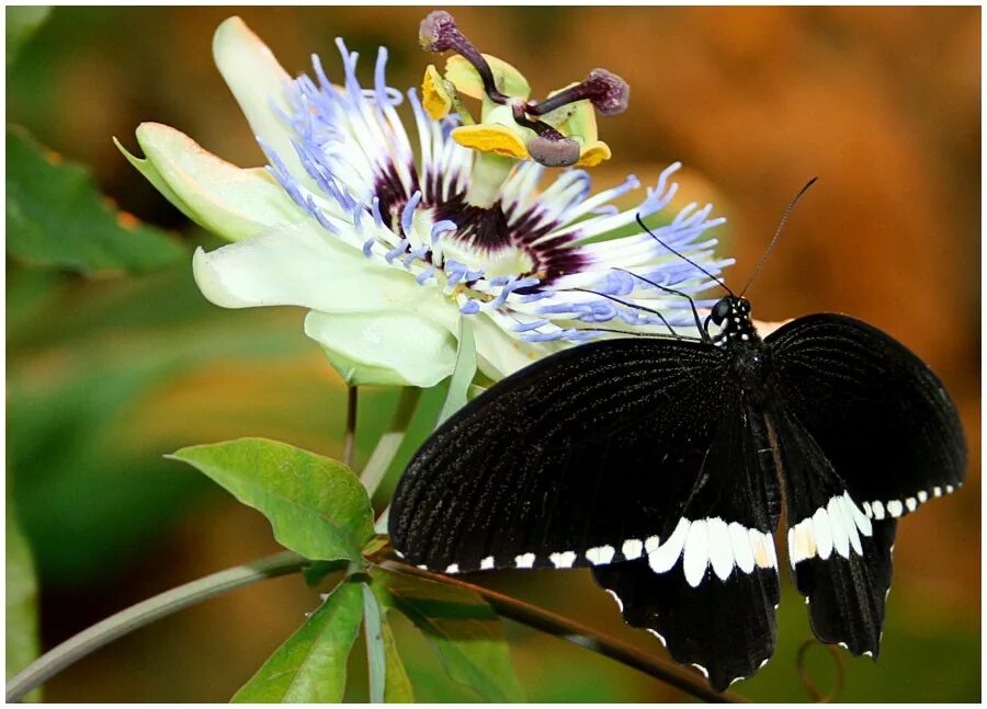там жук. муравей кефалот солдат. жук мягкотелка красноногая. черный жук мучной хрущак. там жук.