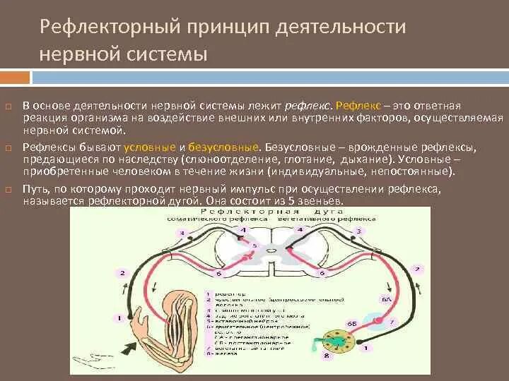 Принцип рефлекса. Рефлекс физиология ЦНС. Понятие о рефлексе физиология. Рефлекторный принцип работы нервной системы. Центральные рефлексы физиология.