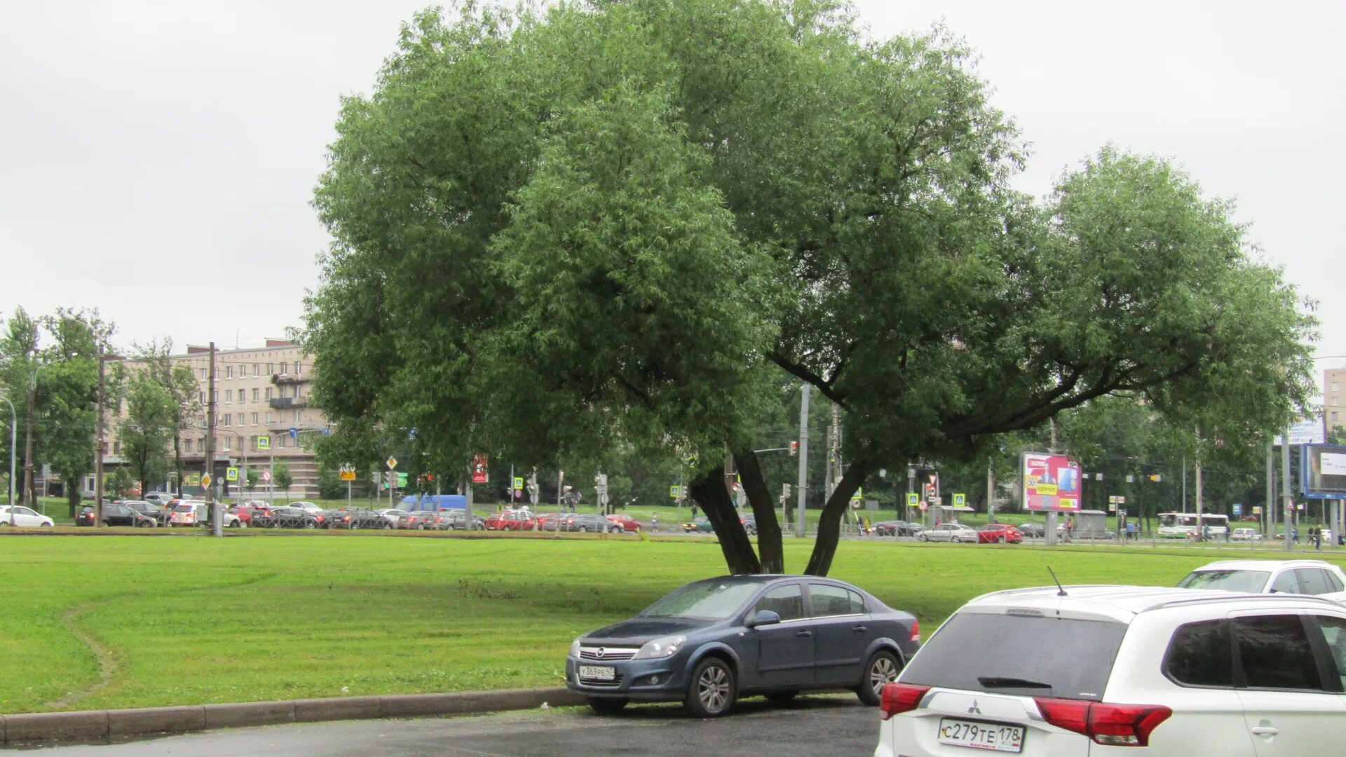 Ива в Петербурге. Проспект с деревьями по центру. Ива дерево фото. Ива белая плакучая.