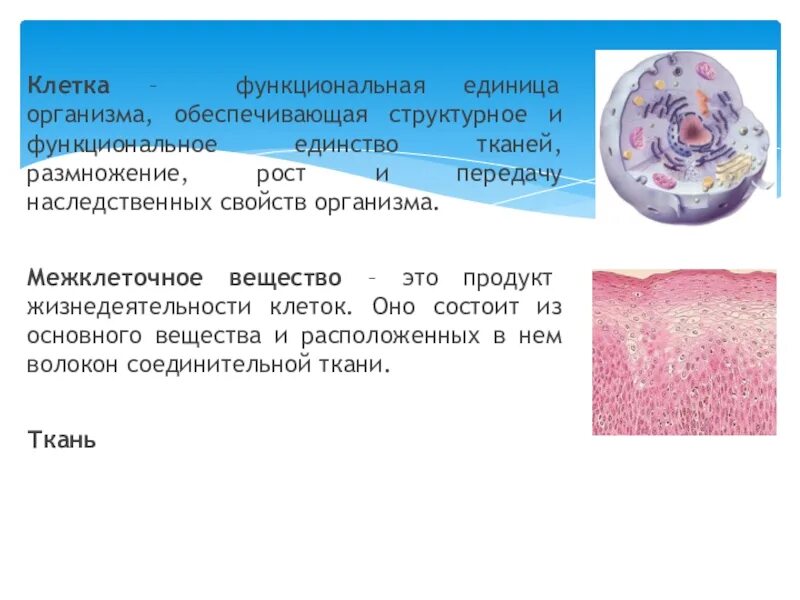 Почему клетка является структурной и функциональной единицей. Функциональная единица организма. клетка структурная единица организма. клетка функциональная единица. структурно-функциональная единица клетки.
