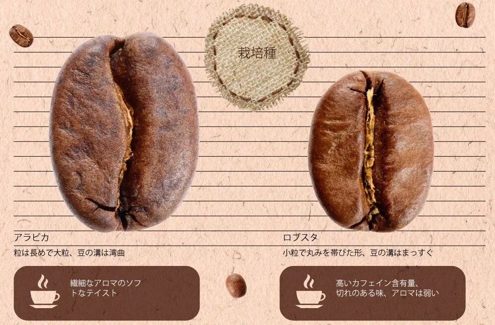 Кофе в зернах Арабика и Робуста. Зёрна кофе Арабика и Робуста разница. Кофейное зерно Арабика Робуста разница. Кофе премиум Робуста Арабика Робуста.