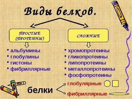 Белки какая ткань