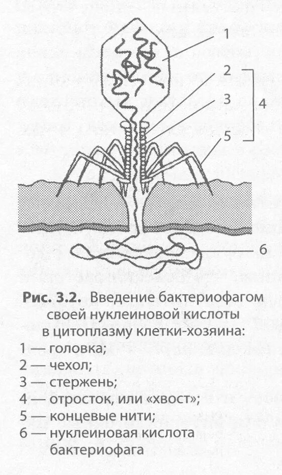 Как проникает в клетку бактериофаг. Как проникает в клетку бактериофаг
