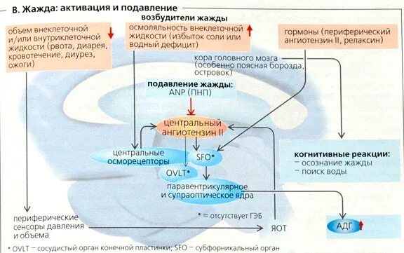 Центр жажды головного мозга